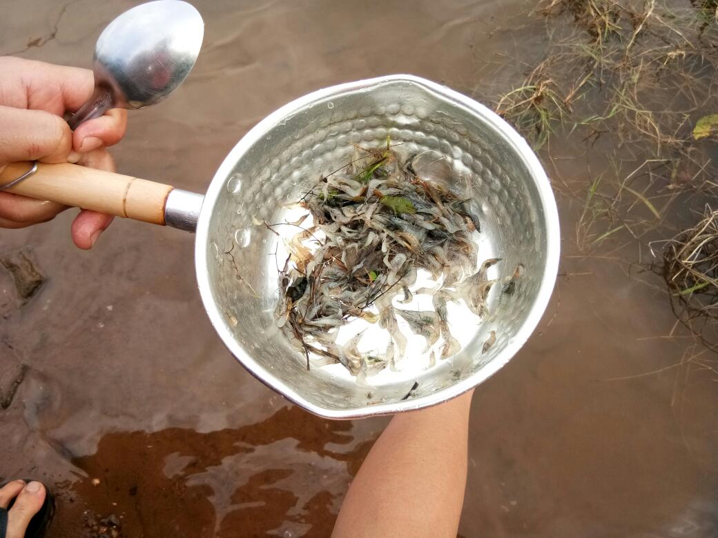 กุ้งที่จับมาได้ก็จะทำอาหารครับ สดๆ :umh: