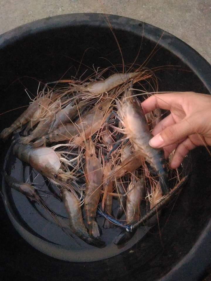 กุ้งรวมครับ