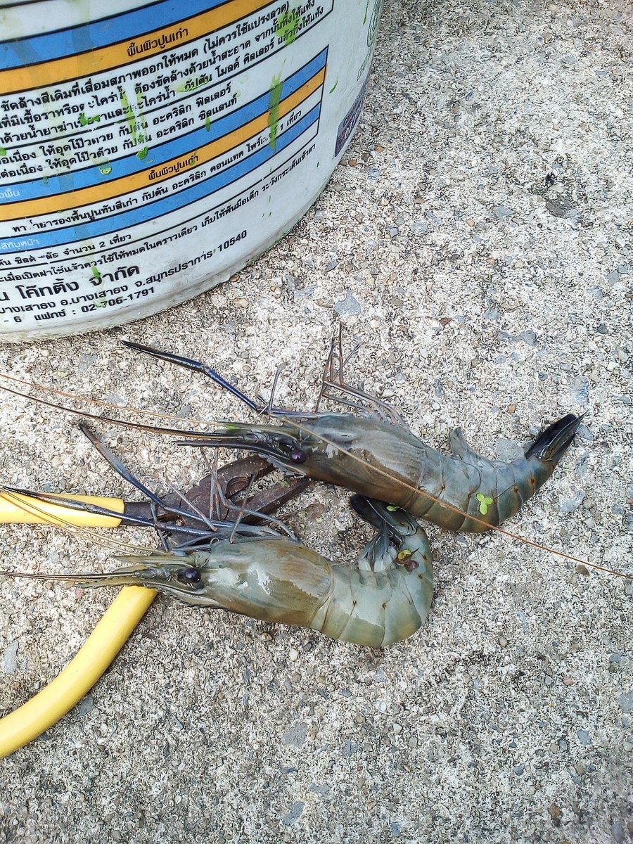  นั่งได้สักพัก เห็นน้องกุ้งมาจับ บริเวณของเสา  เลยใช้สวิงช้อนขึ้นมาครับ เดินช้อนไปตามเขื่อน ได้มาสอง