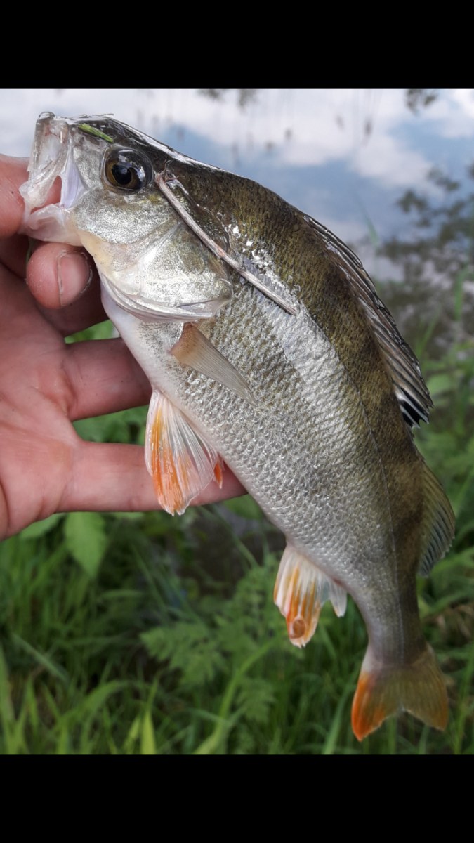 Zander & Perch fishing ทริปแรกของฤดูกาล