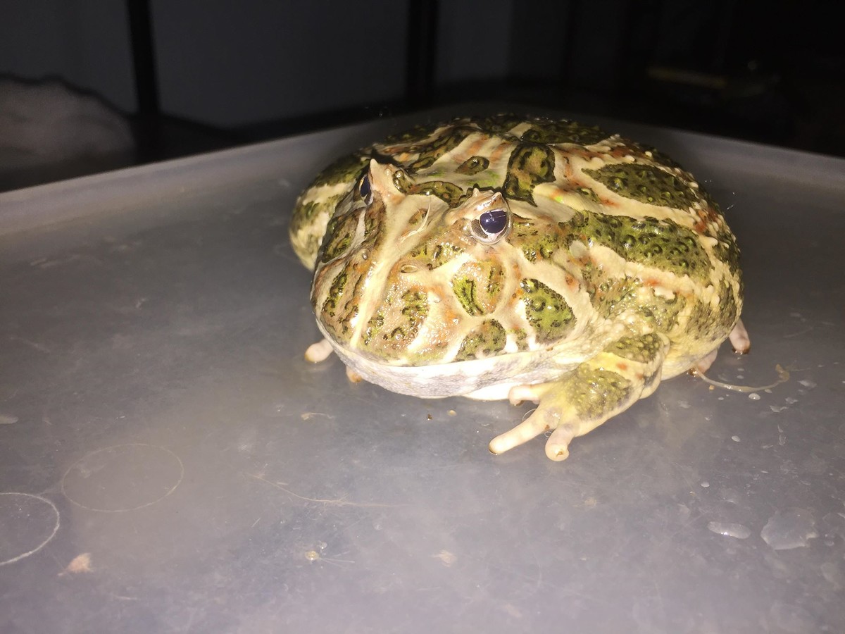  horn frog สีน้ำตาลครับ ตัวนี้ค่อนข้างใหญ่หนักประมาณ 300กรัม เป็นเพศเมีย 