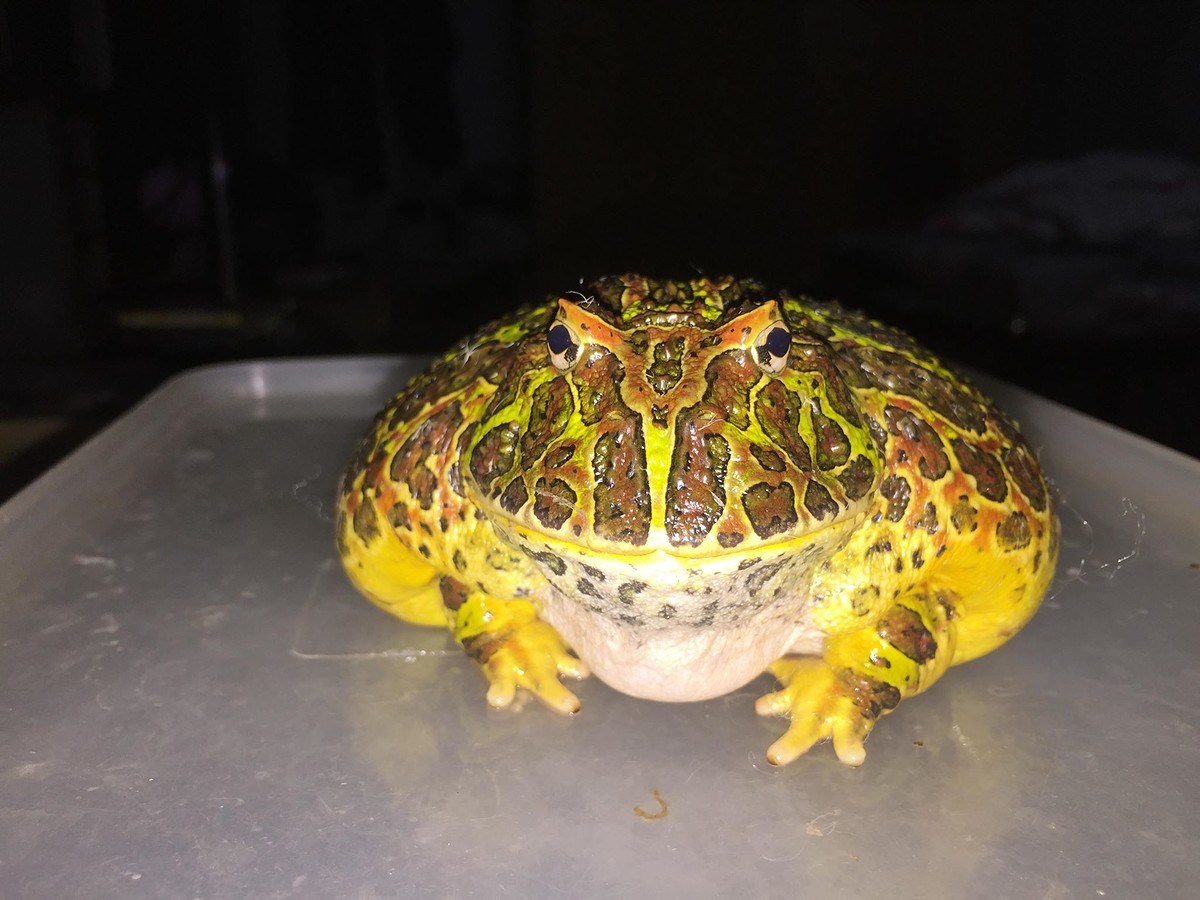 อันนี้ตัวโปรดของผมครับ ornata hornfrog  สายพันธุ์นี้ค่อนข้างหาได้ยากในประเทศไทยและมีราคาสูงมาก 