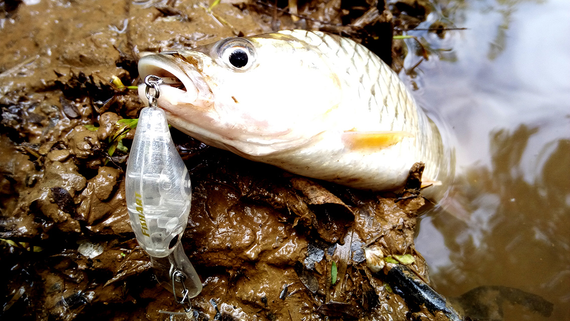 แน่นอนมากครับ
FISH ART  "FAT BOY"  ขนาด 3.8cm  ทำงานได้ยอดเยี่ยมมากๆครับ
