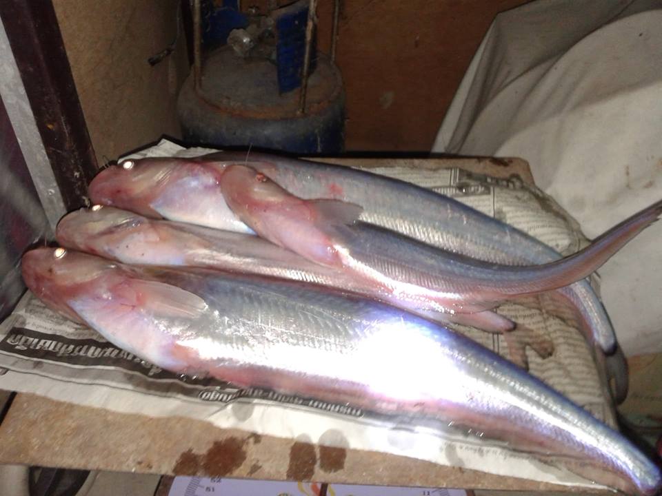  [b]ขนาดปลาที่ตกได้ด้วยเหยื่อปลอม
จากประสบการณ์ในแม่น้ำท่าจีนปลาแดงกัดเหยื่อปลอมตั้งแต่ขนาดตัวเท่าน