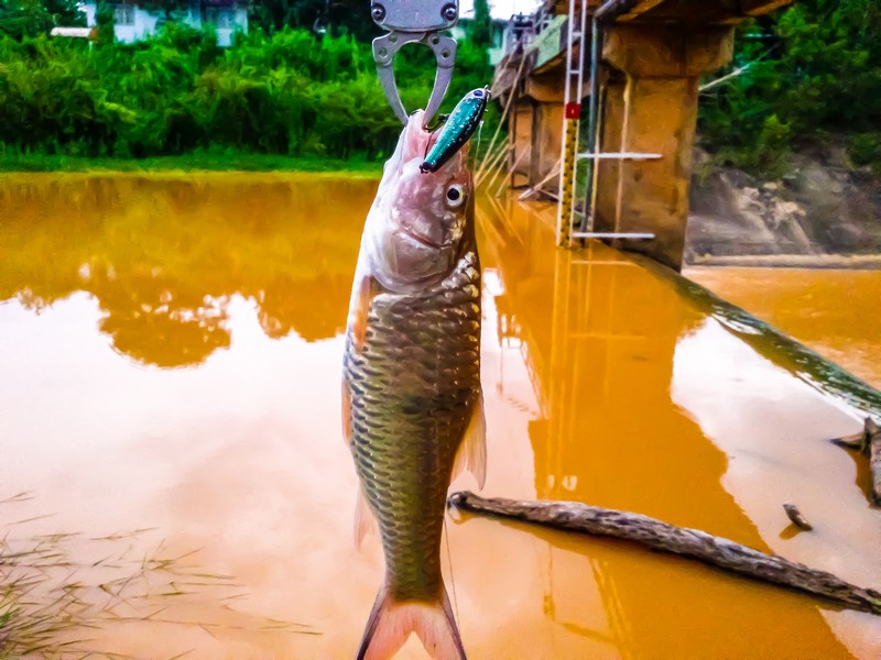 ตัวไม่ใหญ่ แต่อาศัยกัดบ่อยเอาคับ