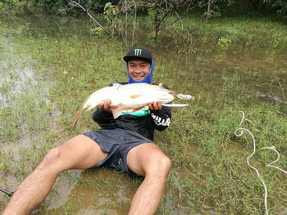 แล้วก็มาถึงโทรฟรี่ปลากระสูบของผม 
Rod :Evergreen amazon flip 14-30lb
Reel:Shimano Cardiff 101
Lin