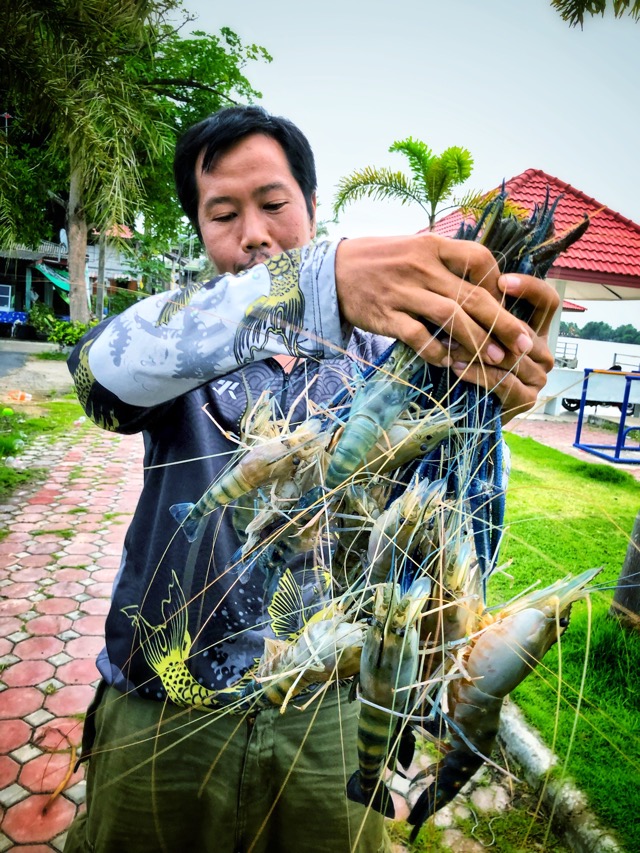 กุ้งบ้านโพธิ์...นั้นโก้จริงๆ...