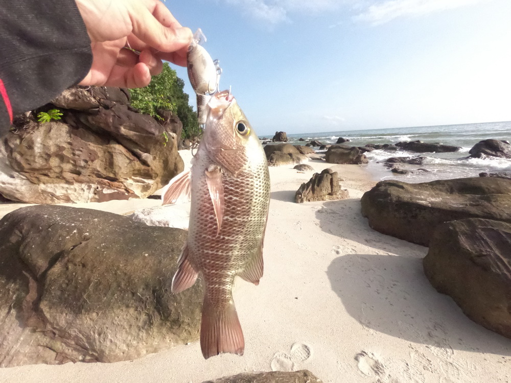 กับแดงเขี้ยวตัวจิ๋ว
Rapala jointed shallow shad rap 7cm  :cheer: :cheer: :cheer: :cheer: :cheer: :c