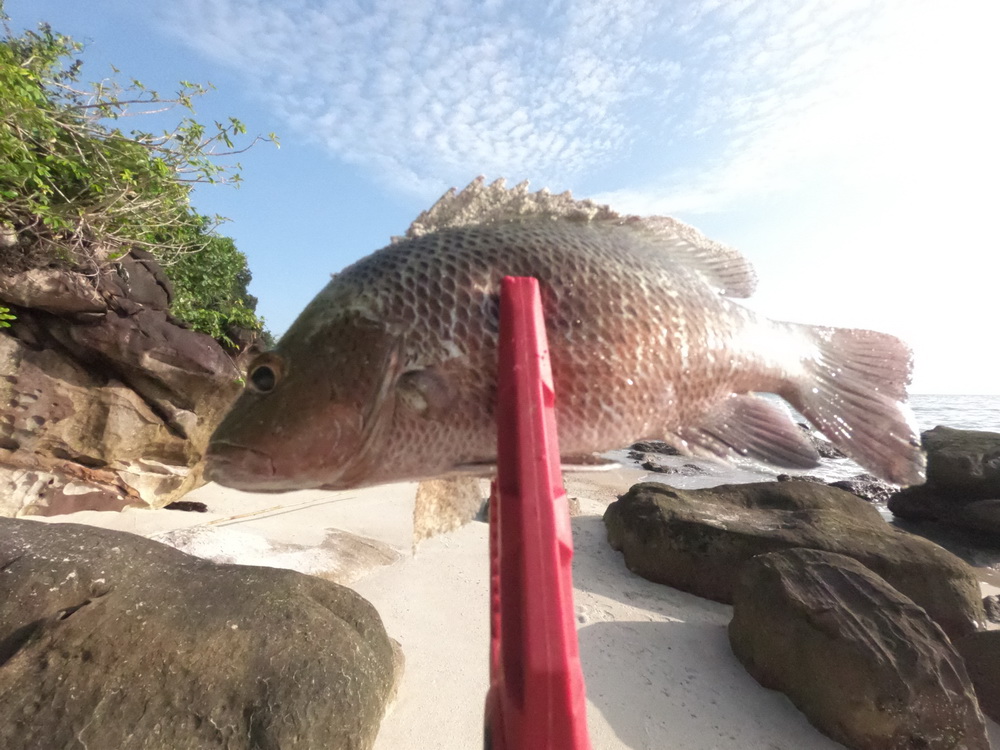 ปล่อยครับเจ้าตัวนี้ กับที่จับ Rapala R-Gripper red  :cheer: :cheer: :cheer: :cheer: :cheer: