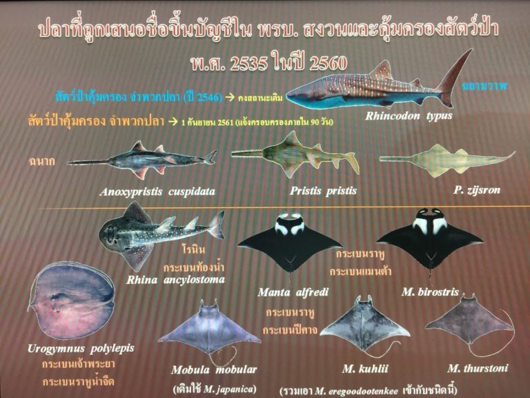 เตือนผู้ครอบครองซากปลาโรนิน-กระเบนน้ำ ขึ้นทะเบียน พบปรับ 4 หมื่น