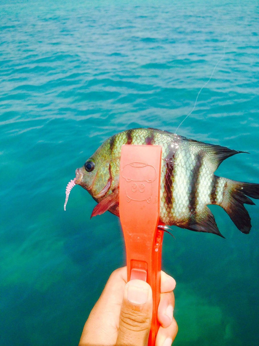 (ตะกับ สลิดทะเล)
ปลาที่ดึงดูดนักท่องเที่ยวดำน้ำ ด้วยสีสันที่สวยงาม เชื่องไม่ตื่นคน อยู่รวมกันเป็นฝู