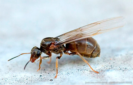 Fly tying :  Flying Ant (มดปีก)