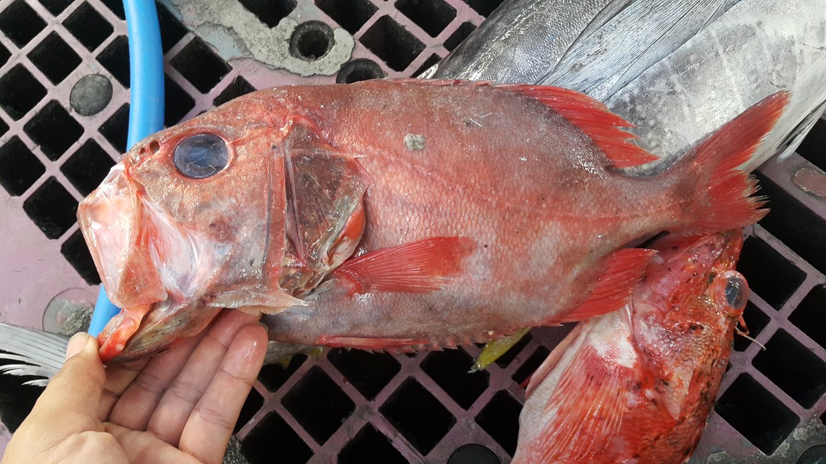 เหมือนตาหวาน+ปิรันย่า น้ำลึกสองร้อ�