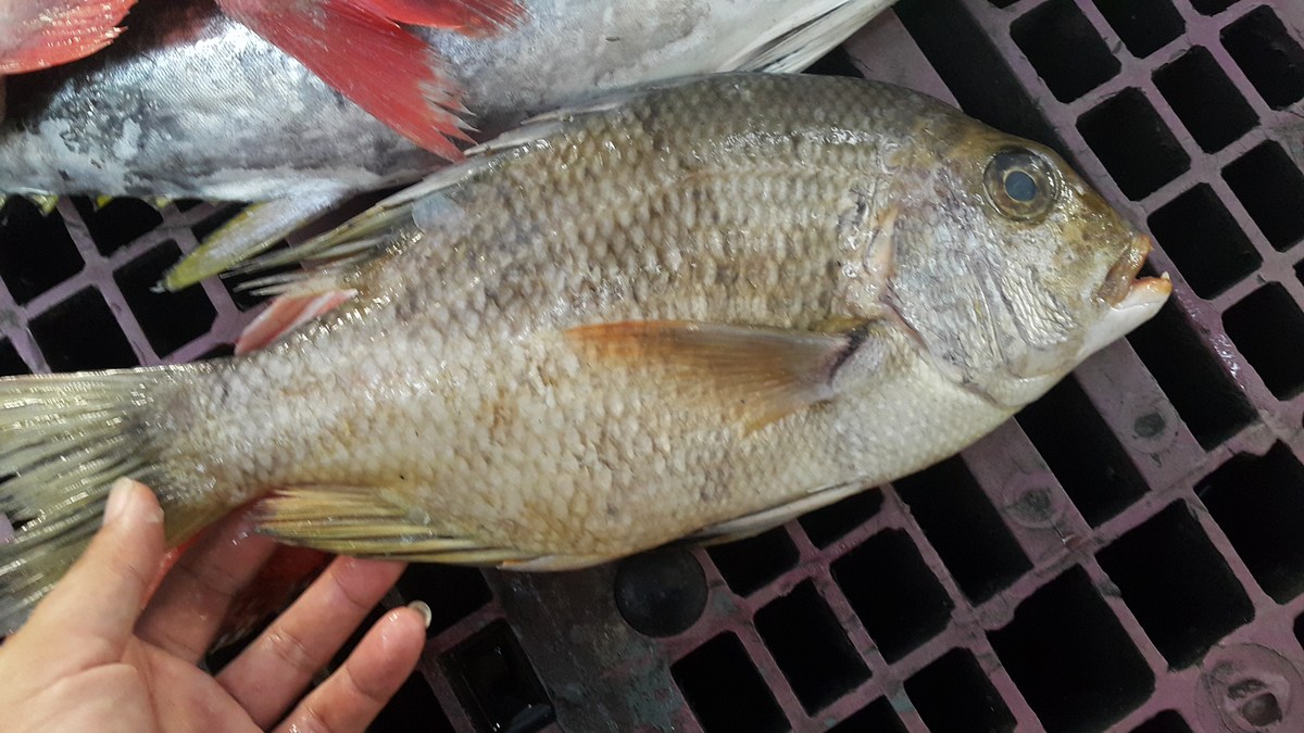 ตัวนี้แกงเหลืองอร่อย