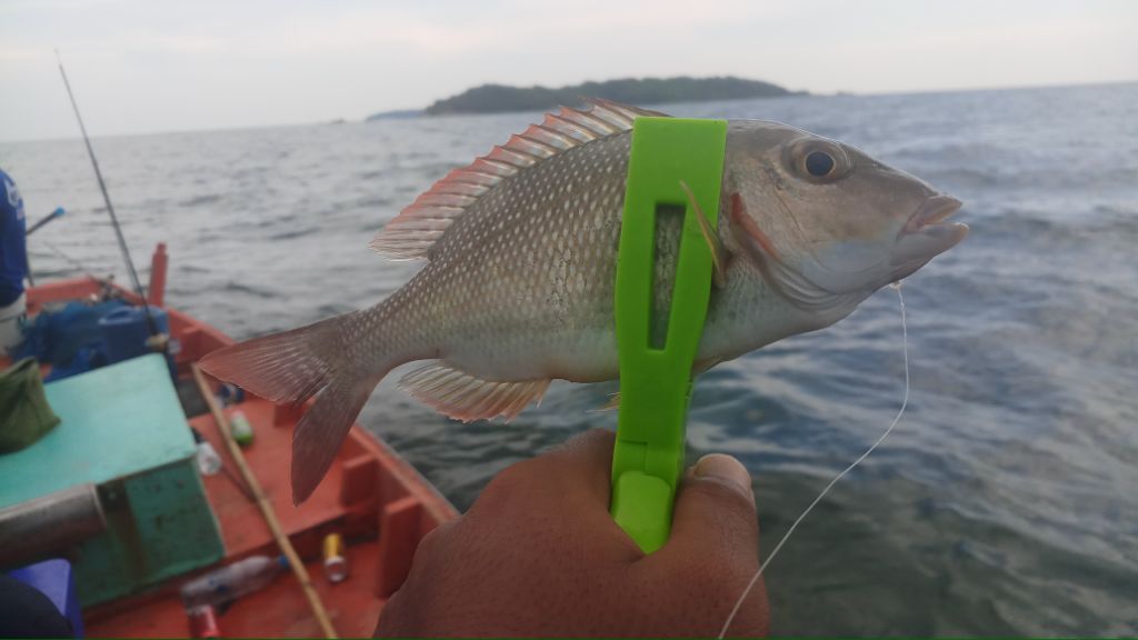 ย้ายหมายมาเกาะมันใน ตีไปเเล้วปล่อยถึงหน้าดิน ค่อยๆกระดกกลับ เจ้าหมูสีตัวนี้จ้วดดดเข้าให้