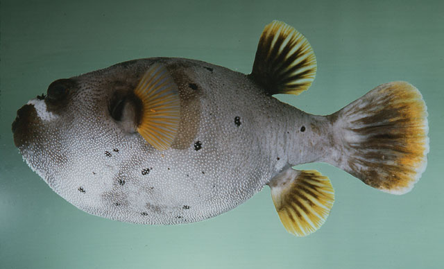 ปลาปักเป้าหน้าหมา
Arothron nigropunctatus  (Bloch & Schneider, 1801)	
 Blackspotted puffer 
ขนาด 