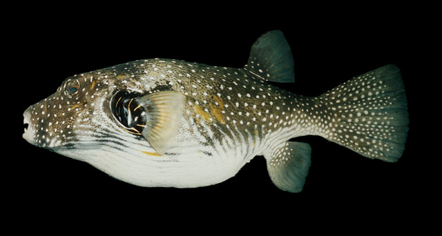ปลาปักเป้าจุดขาว
Arothron hispidus  (Linnaeus, 1758)	
 White-spotted puffer 
ขนาด 45 cm
พบตามแนว