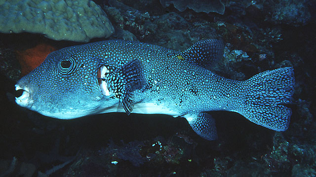 ปลาปักเป้าจุดฟ้า
Arothron caeruleopunctatus  Matsuura, 1994	
 Blue-spotted puffer 
ขนาด 80 cm
พบ