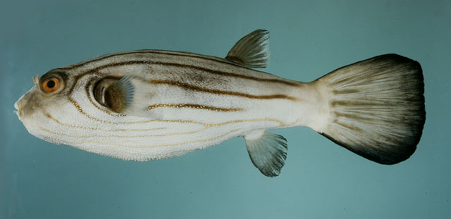 ปลาปักเป้าลายเส้น
Arothron manilensis  (Marion de Procé, 1822)	
 Narrow-lined puffer
ขนาด 30 cm
