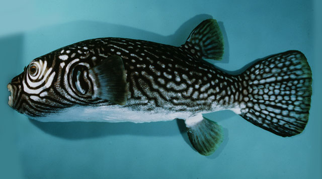 ปลาปักเป้าลายตาข่าย
Arothron reticularis  (Bloch & Schneider, 1801)	
 Reticulated pufferfish 
ขนา