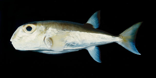 ปลาปักเป้าคางคกเขียว
Lagocephalus lunaris  (Bloch & Schneider, 1801)	
 Lunartail puffer 
ขนาด 40c