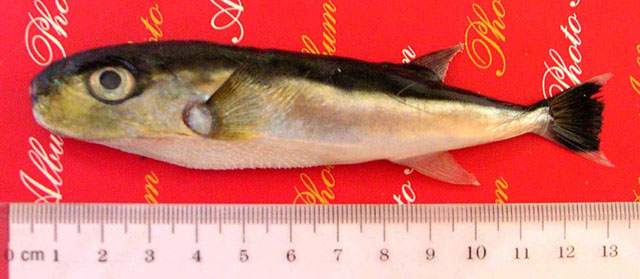 ปลาปักเป้าทอง
Lagocephalus gloveri  Abe & Tabeta, 1983	
ขนาด 30 cm
พบตามพื้นท้องทะเลที่เปนทราย ทา