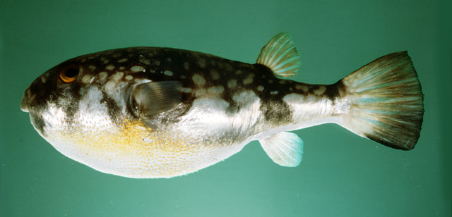 ปลาปักเป้าด่าง
Chelonodon patoca  (Hamilton, 1822)	
 Milkspotted puffer 
ขนาด 30 cm
พบตามชายฝั่ง