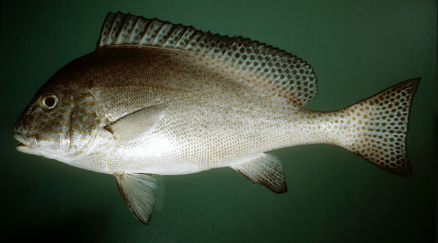 ตัววนี้พบบ่อยที่สุด
ปลาสร้อยนกเขาหางยาว ไอจี๊
Diagramma pictum  (Thunberg, 1792)	
 Painted sweetl