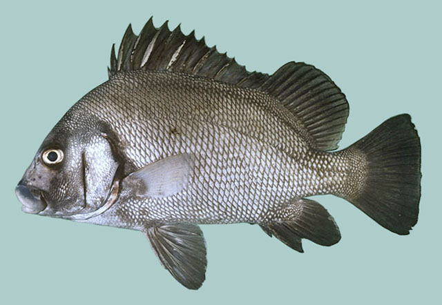 ปลาสร้อยนกเขาปากหมู ปลาแม้
บางคนอาจสับสนกับปลาอีคุดนะครับ เนื่องจากสีเคลื่อนกัน 
Plectorhinchus gi