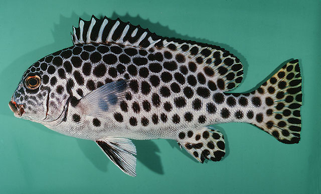 ปลาสร้อยนกเขาอันดามัน
Plectorhinchus macrospilus  Satapoomin &  Randall,  2000	
 Largespot sweetli
