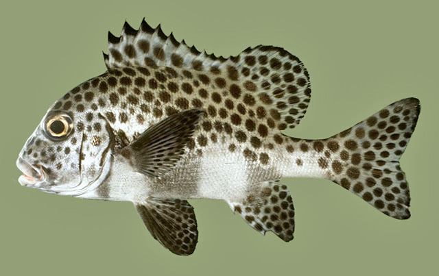 ปลาสร้อยนกเขาดอกดำ
Plectorhinchus chaetodonoides  Lacepède,  1801	
 Harlequin sweetlips 
ขนาด 70 