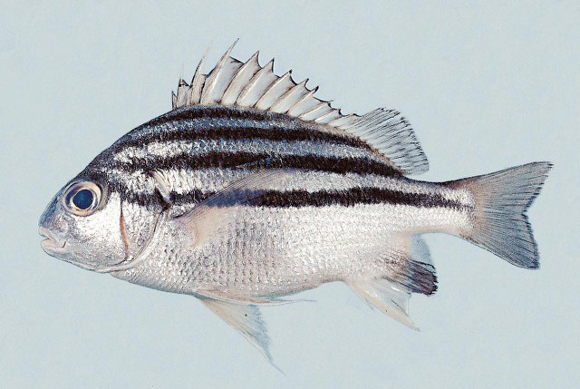 ขออนุญาตเรียกว่า ปลาครืดคราดอันดามันครับ
Pomadasys andamanensis  McKay & Satapoomin, 1994	
ขนาด 15