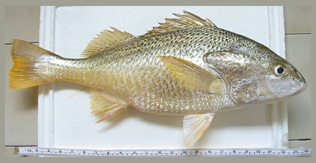 ปลาครืดคราดเกล็ดใหญ่
Pomadasys auritus  (Cuvier, 1830)	
 Longhead grunt	
ขนาด 50cm
พบตามกองหินใต
