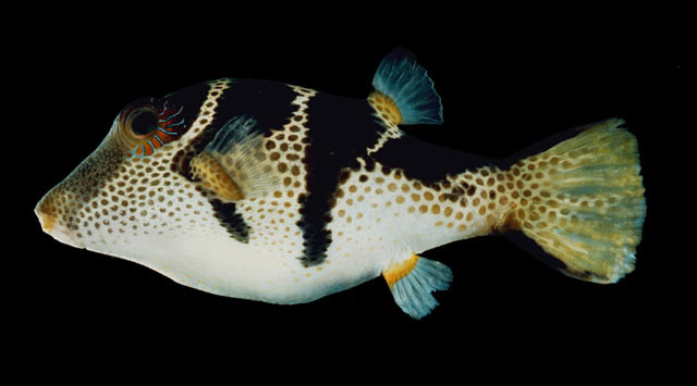 ปลาปักเป้าหน้ายาวหลังดำ
Canthigaster valentini  (Bleeker, 1853)	
 Valentin's sharpnose puffer 
ขน