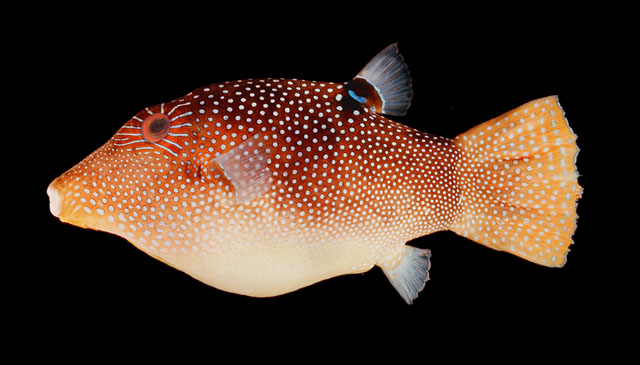 ปลาปักเป้าหน้ายาวจุด
Canthigaster solandri  (Richardson, 1845)	
 Spotted sharpnose
ขนาด 10cm
พบต
