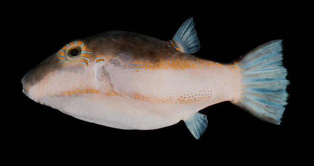 ปลาปักเป้าหน้ายาวหลังดำ
Canthigaster smithae  Allen &  Randall,  1977	
 Bicolored toby 
ขนาด 10 c