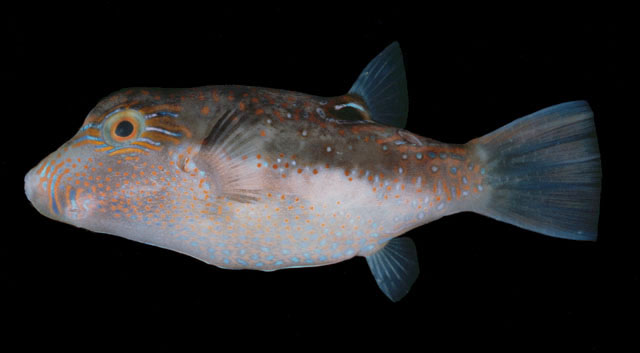 ปลาปักเป้าหน้ายาว
Canthigaster bennetti  (Bleeker, 1854)	
 Bennett's sharpnose puffer 
ขนาด 12cm
