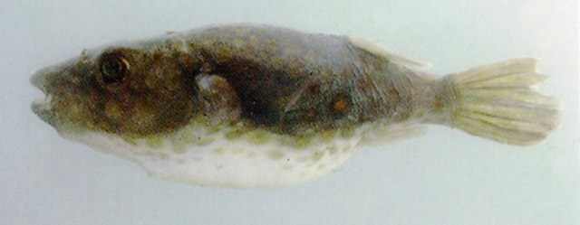 ปลาปักเป้าจุดแดง
Pao leiurus  (Bleeker, 1850)	
ขนาด 15cm
