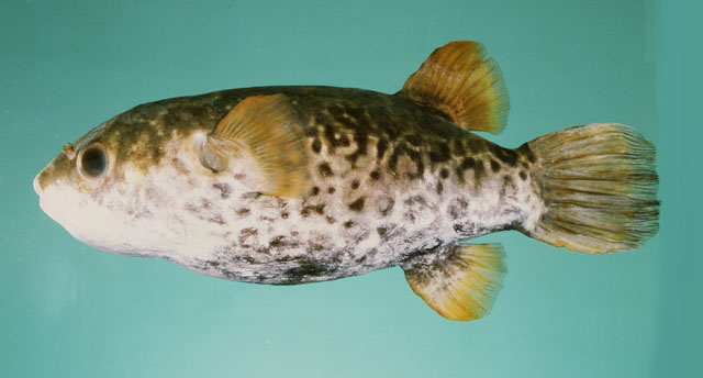 ปลาปักเป้าเขียว
Dichotomyctere fluviatilis  (Hamilton, 1822)	
 Green