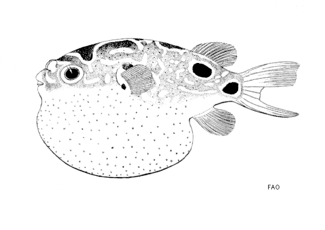 ปลาปักเป้าเลขแปด
Dichotomyctere ocellatus  (Steindachner, 1870)	
 