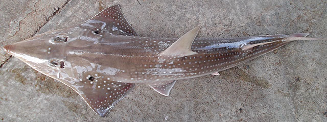 ปลาโรนันจุดขาว
Rhynchobatus springeri  Compagno &  Last,  2010	
 Broadnose wedgefish 
ขนาด 250 cm