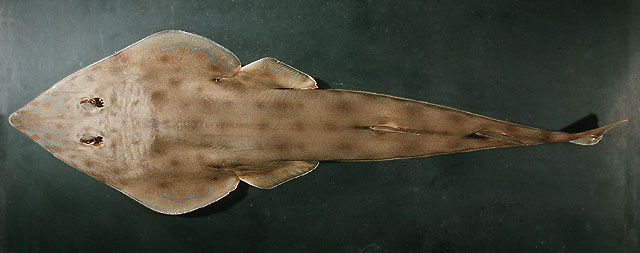 ปลาโรนันลายตุ๊กแก
Rhinobatos schlegelii  Müller & Henle, 1841	
 Brown guitarfish 
ขนาด 100cm
พบต