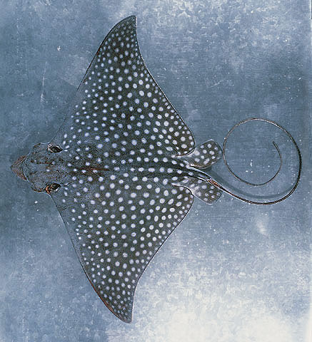 ปลากระเบนนกจุดขาว
Aetobatus narinari  (Euphrasen, 1790)	
 Spotted eagle ray
ขนาด 170 cm
มักหากิน