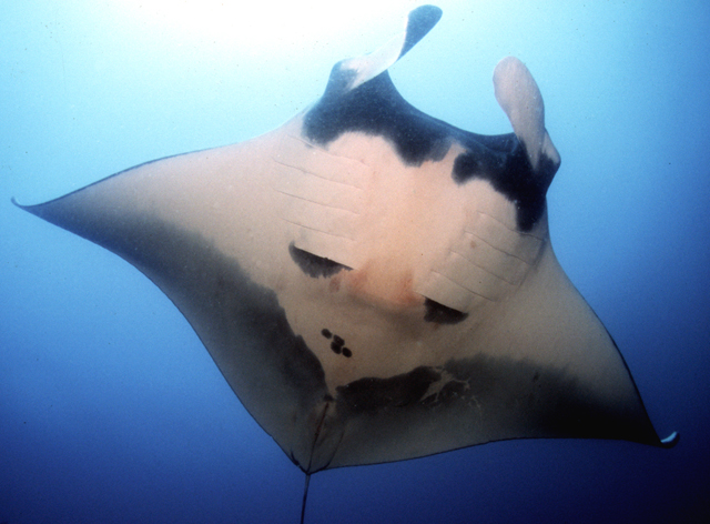 ปลากระเบนราหู
Mobula birostris  (Walbaum, 1792)	
 Giant manta 
ขนาด 810 cm
ปกติหากินใกล้ผิวน้ำ แ