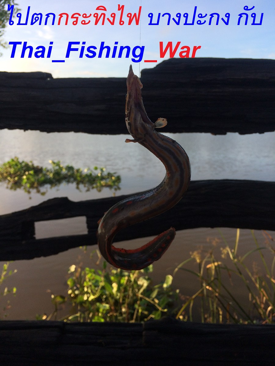 ไปตกกระทิงไฟ บางปะกง กับ ThaiFishing_War