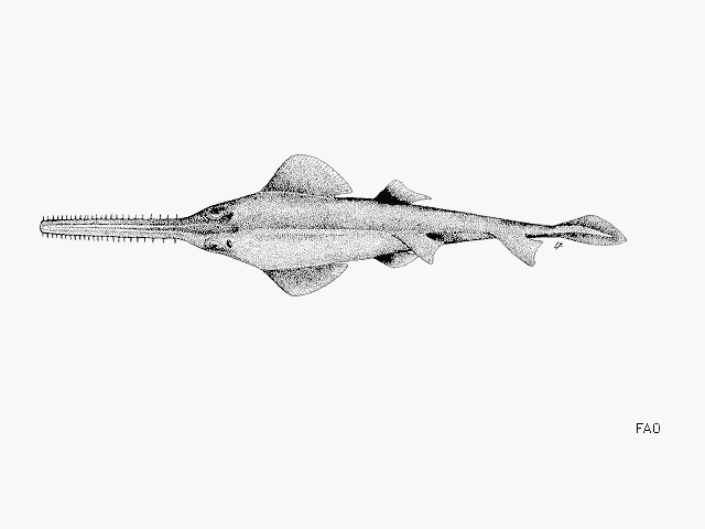 ปลาฉนากเขียว
Pristis zijsron  Bleeker,  1851	
 Longcomb sawfish 
ขนาด 700 cm
พบตามพื้นท้องทะเลใก
