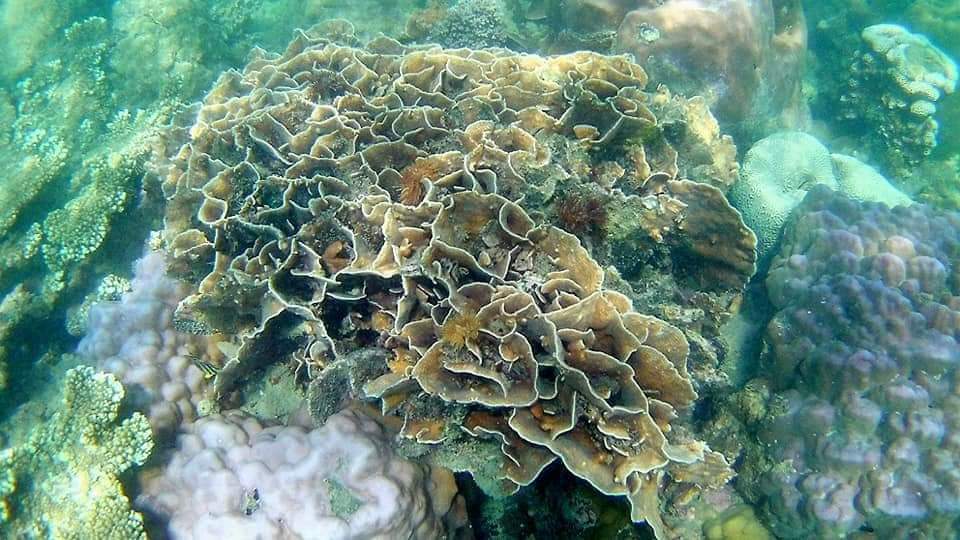 ต่อๆๆครับ ปะการังสวยๆ @เกาะหมู :love: :love: :love: