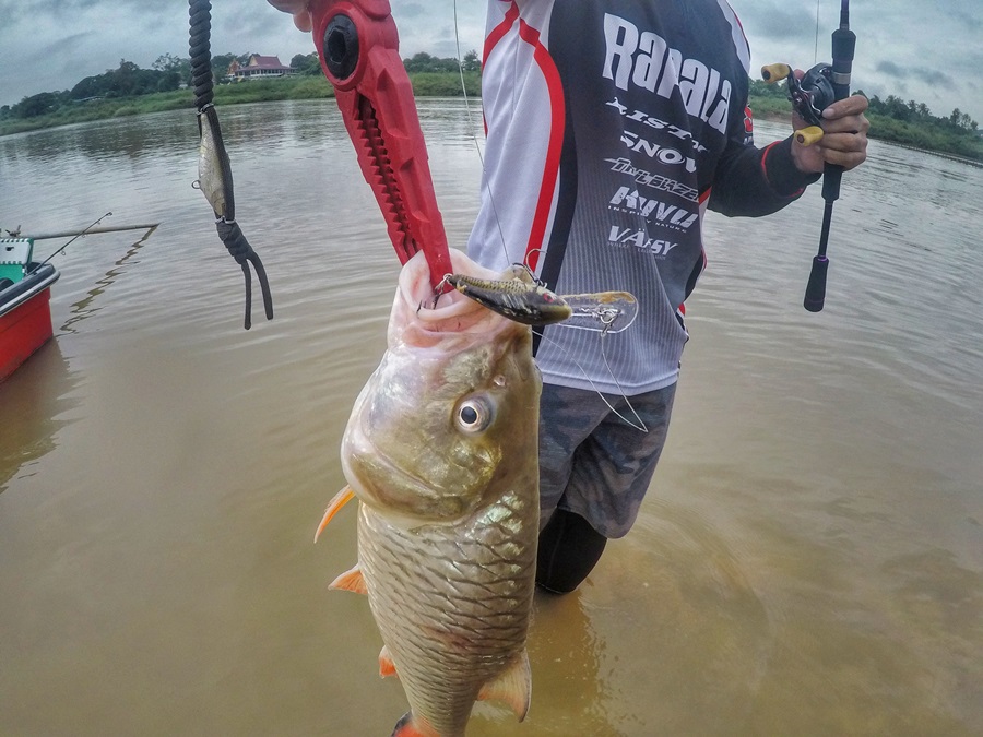 

 [center][b]กัด Rapala SHAD DANCER 4 cm.เข้าเต็มปาก[/b][/center]

 [center]:grin: :grin: :grin