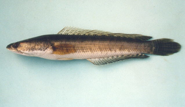 ตัวแรก ปลาช่อนนา
Channa striata  (Bloch, 1793)	
 Striped snakehead 
ขนาด 40 cm หนักประมาน 4 kg
พ