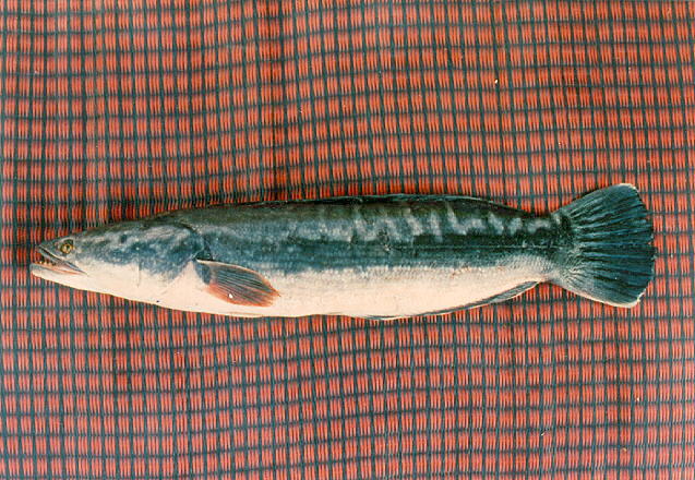ปลาชะโด
 Channa micropeltes  (Cuvier, 1831)	
Giant snakehead 
ขนาด ตั้งแต่ 50-120 cm หนักได้ถึง 2
